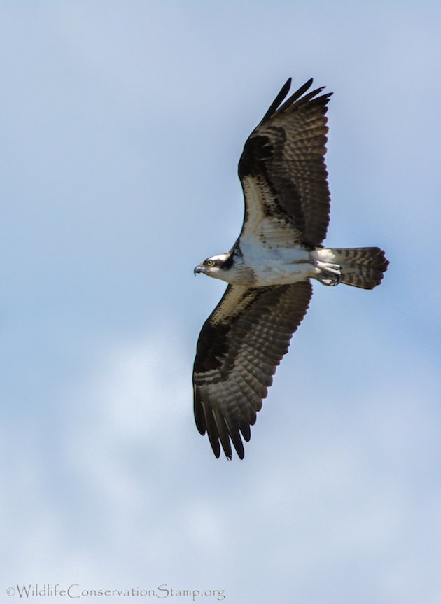 Osprey