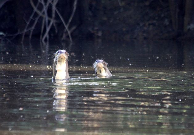 Giant River Otter