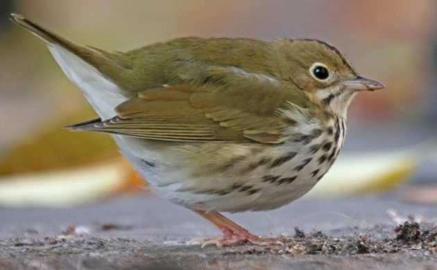 ovenbird-at-city-hall-park