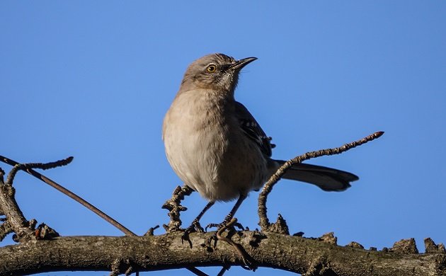 mockingbird, bird, state bird, florida