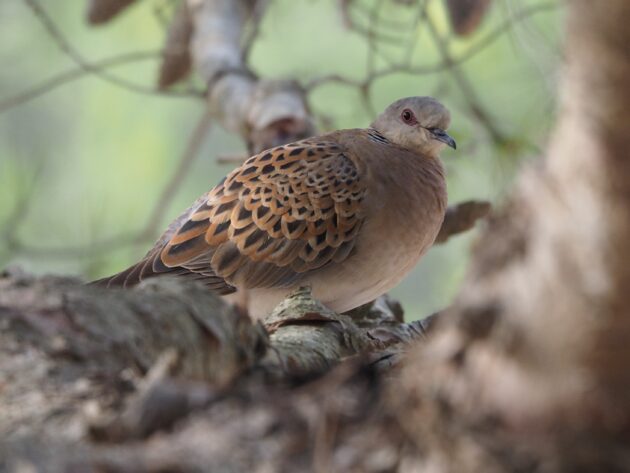 The place have they long gone? – 10,000 Birds