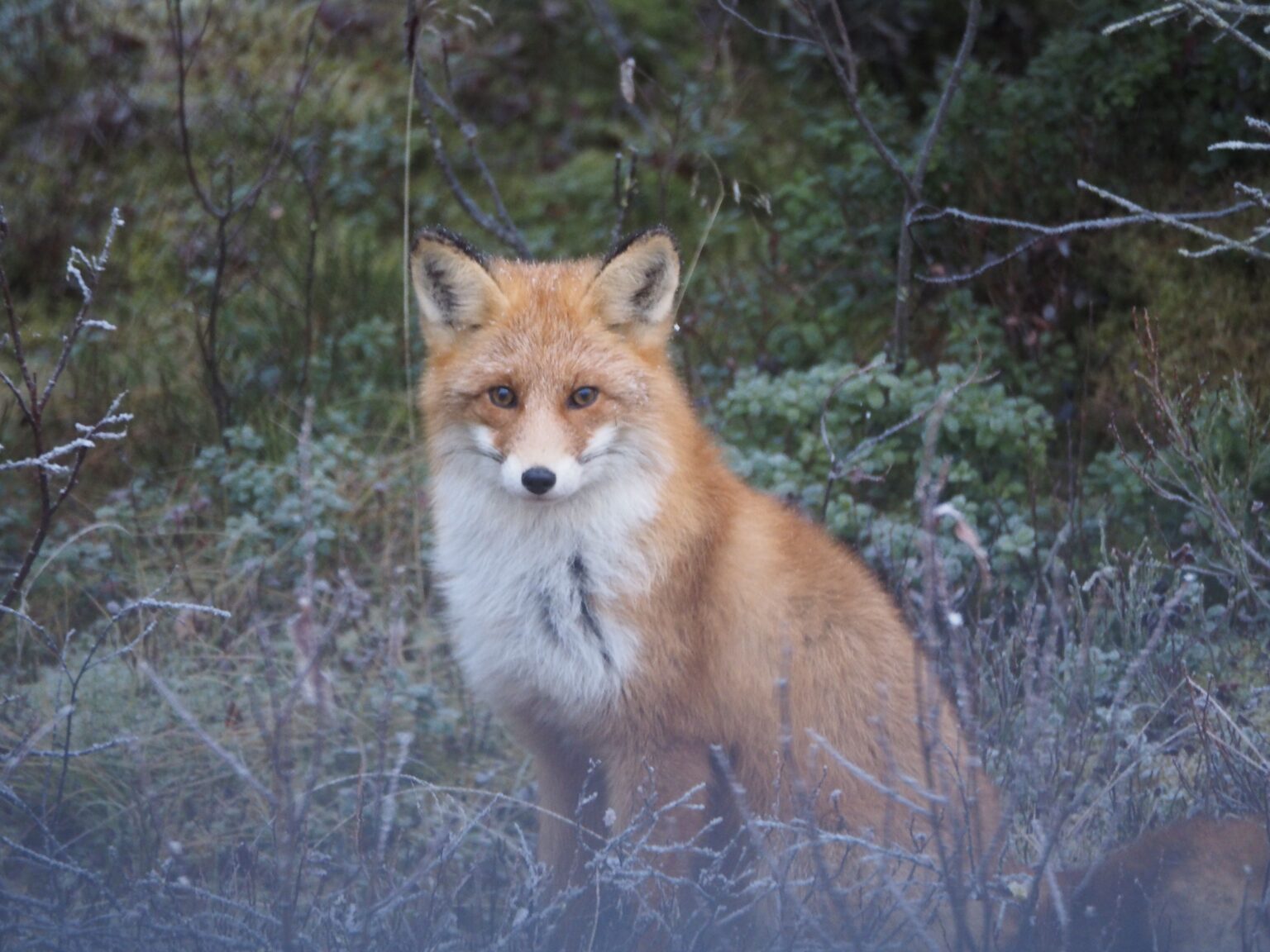 Fur and Fangs rather than Feathers and Beaks - 10,000 Birds