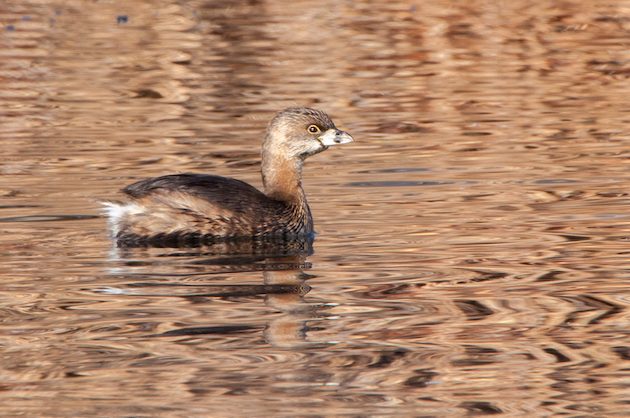 Pied-billed Grebe