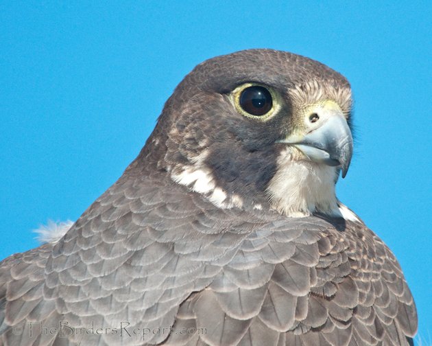 Peregrine Falcon