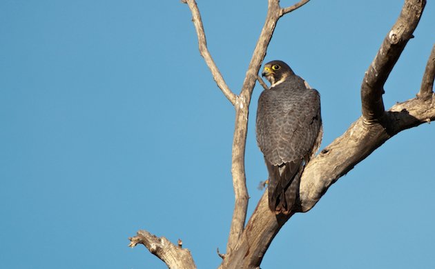 Peregrine Falcon