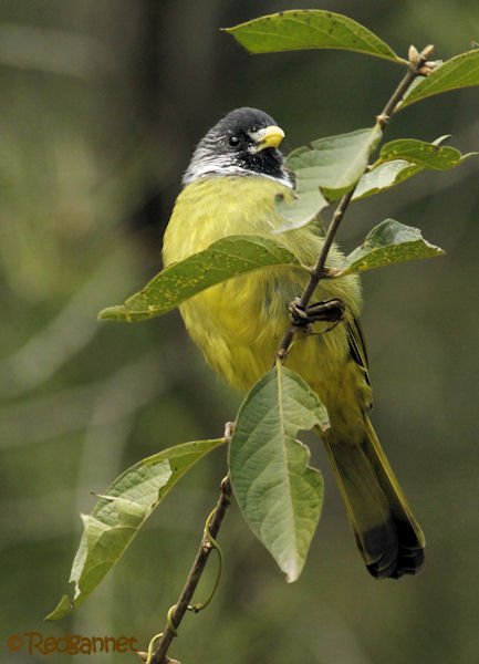 pek-10nov16-collared-finchbill-06