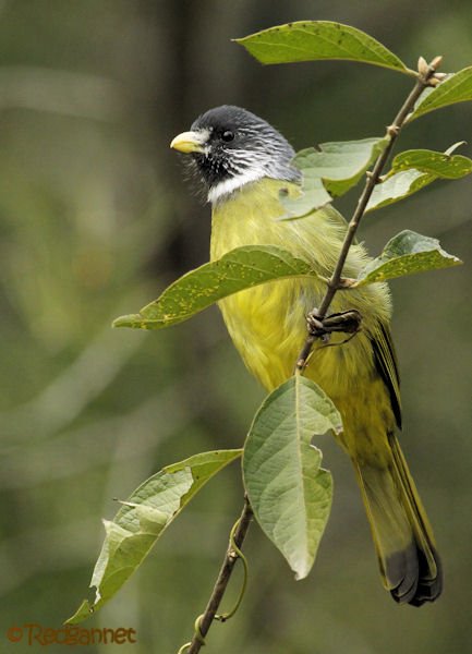 pek-10nov16-collared-finchbill-07