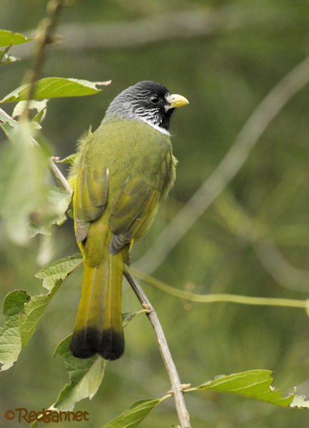 pek-10nov16-collared-finchbill-09