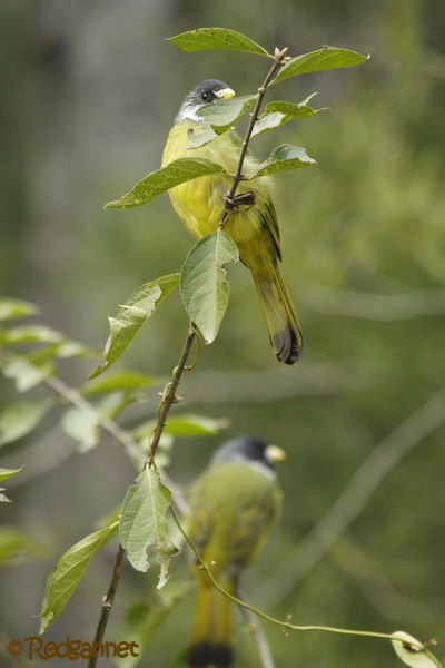 pek-10nov16-collared-finchbill-10