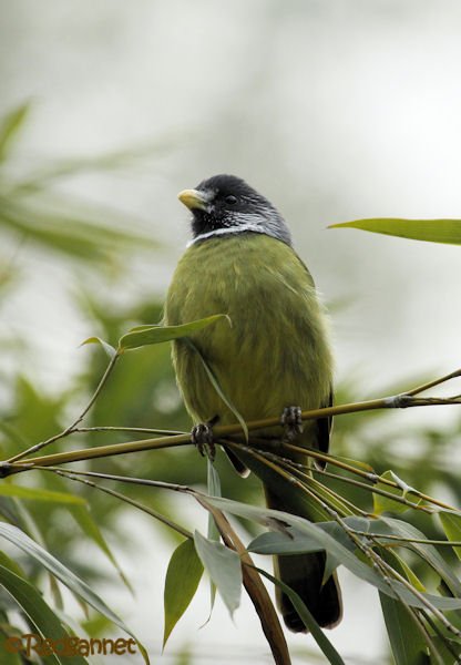 pek-10nov16-collared-finchbill-11