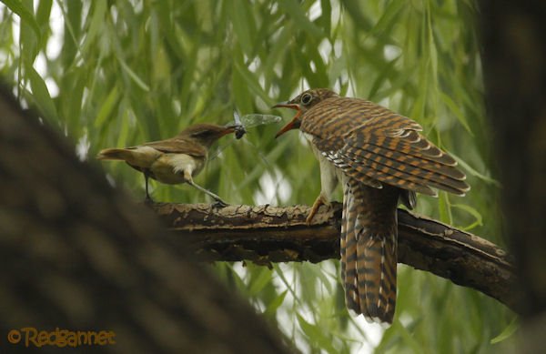 Aged Mother Enticed Juvenile Mate