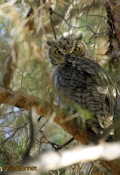 PHX 17Jul16 Great Horned Owl 02