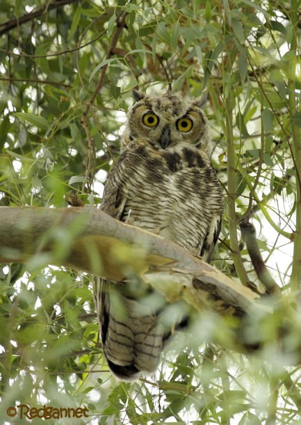 PHX 18Jul16 Great Horned Owl 06