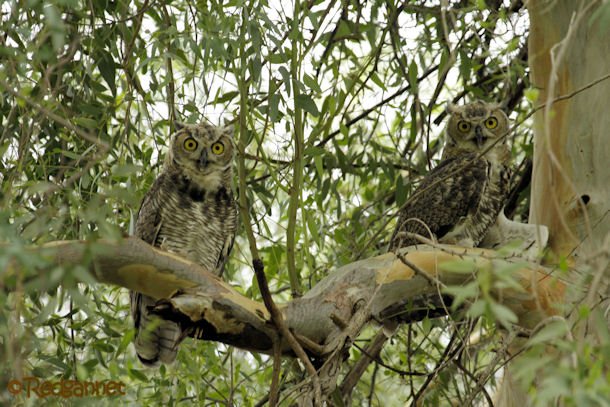 PHX 18Jul16 Great Horned Owl 07