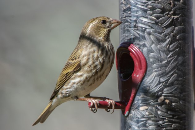 Purple Finch Female