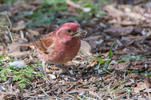 Purple Finch Male