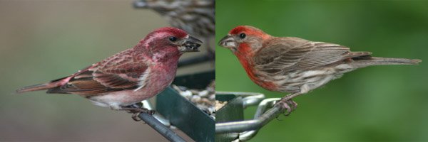 Purple Finches vs House Finches - 10,000 Birds