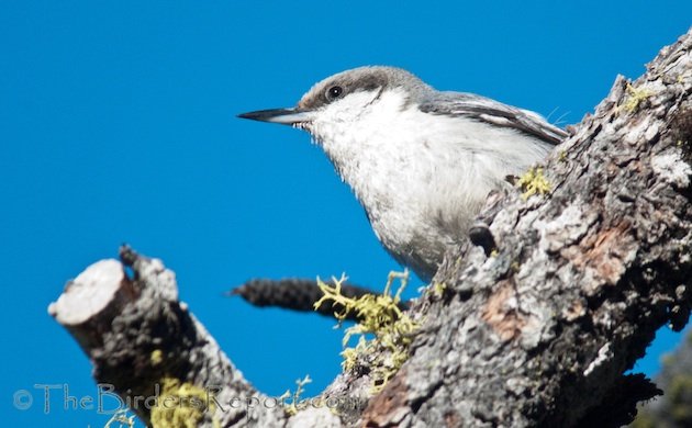 Pygmy Nuthatch