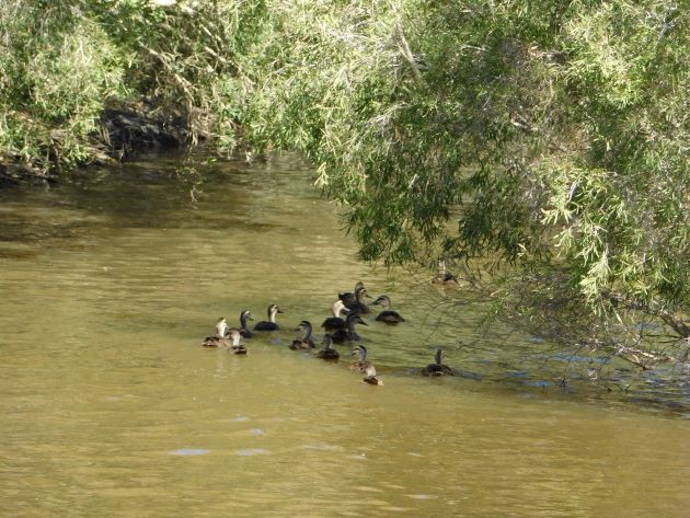 Animalstuffstore Pacific-Black-Ducks-10 Pacific Black Geese – 10,000 Birds Bird  