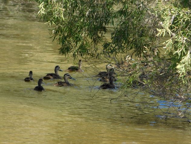 Animalstuffstore Pacific-Black-Ducks-11 Pacific Black Geese – 10,000 Birds Bird  