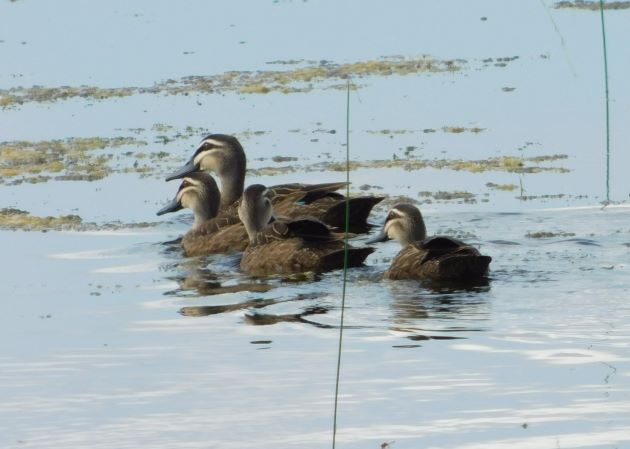Animalstuffstore Pacific-Black-Ducks-6 Pacific Black Geese – 10,000 Birds Bird  