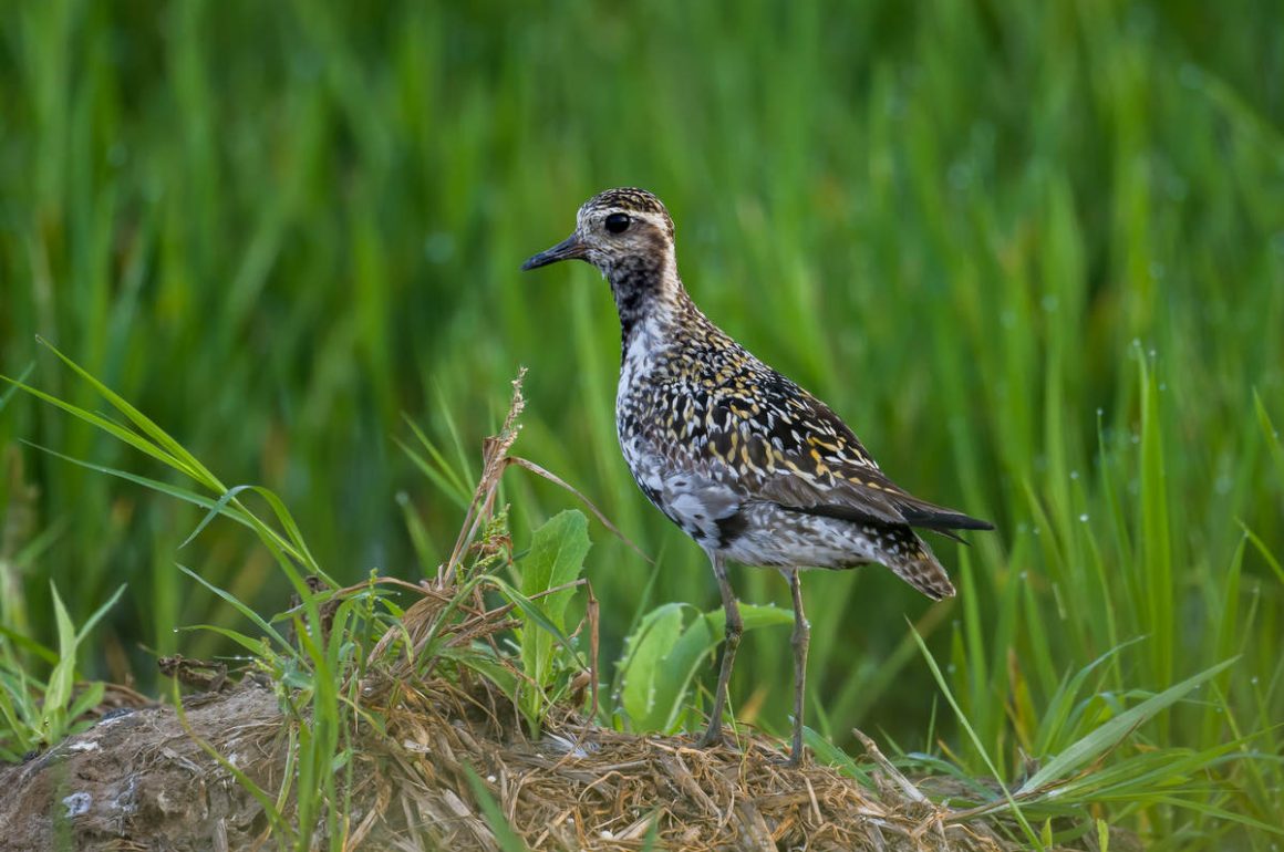 Maui Birding  : A Birder's Paradise Revealed