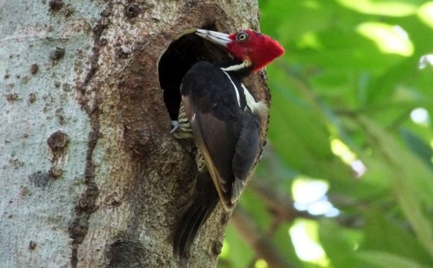 pale-billed-woodpecker