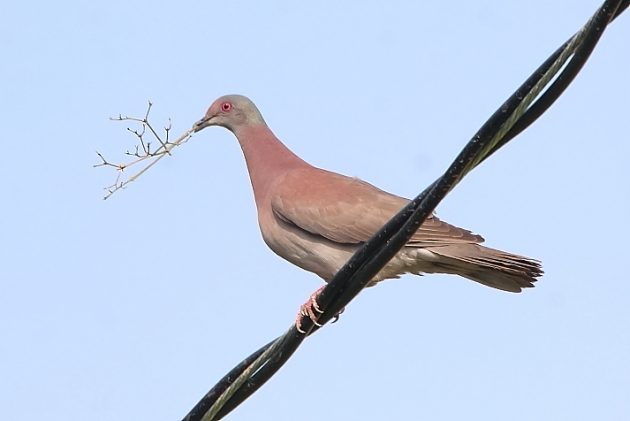 Animalstuffstore Pale-vented-Pigeon-Platano-y-Cacao-2023-630x421 Birding Jonuta Highway, in Tabasco, Mexico – 10,000 Birds Bird  