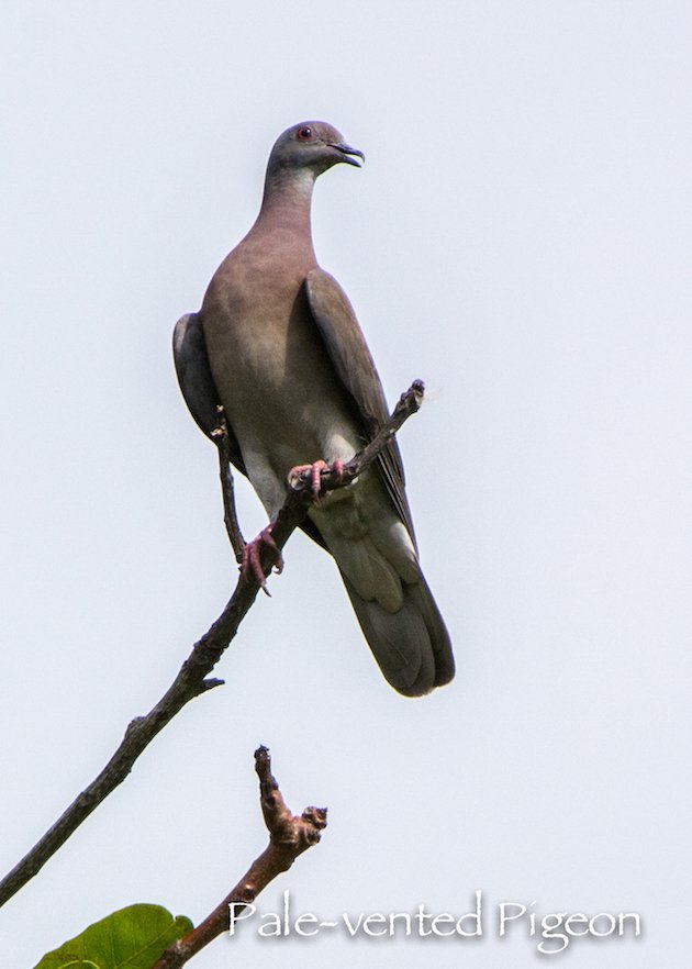 Pale-vented Pigeon