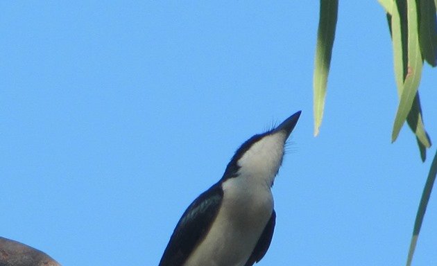 Paperbark Flycatcher (2)