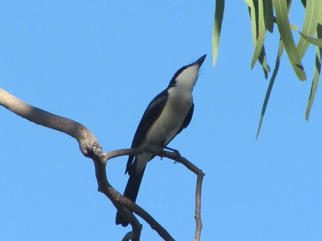 Paperbark Flycatcher (3)