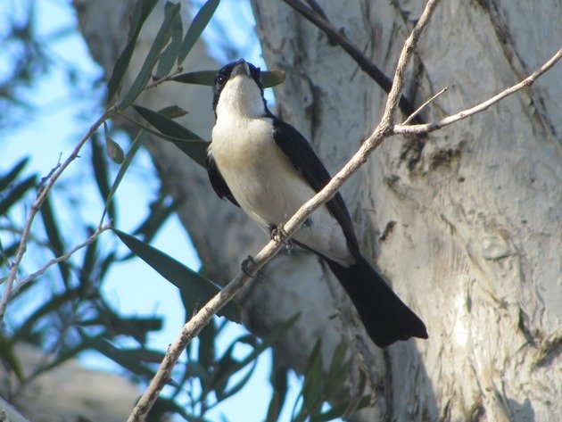 Paperbark Flycatcher (4)