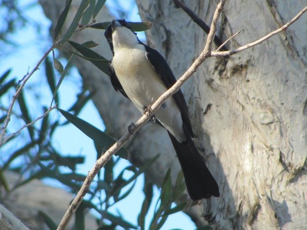 Paperbark Flycatcher (5)