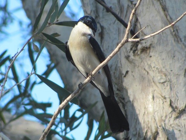 Paperbark Flycatcher (6)