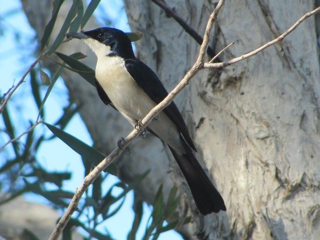 Paperbark Flycatcher (7)