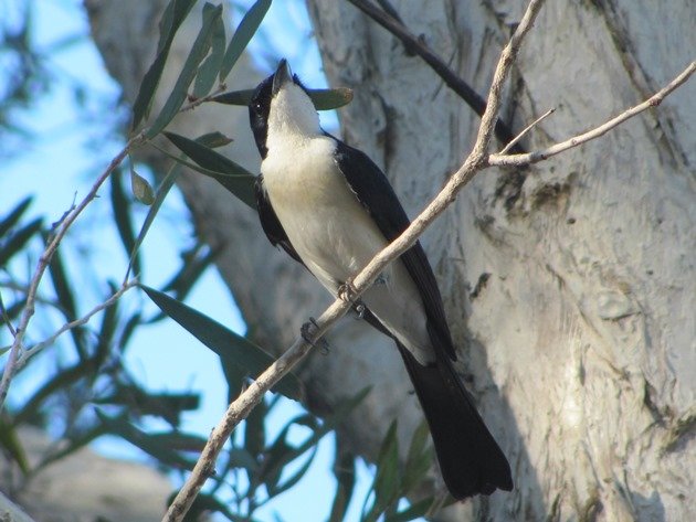 Paperbark Flycatcher