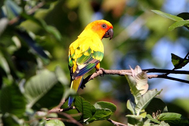 Sun Parakeet