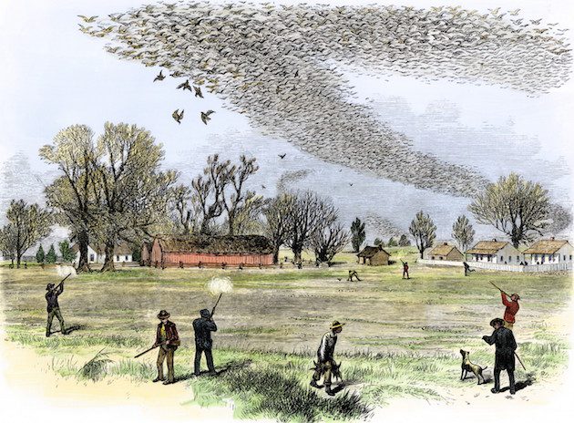 Passenger pigeon shoot