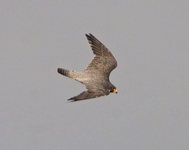 peregrine-falcon