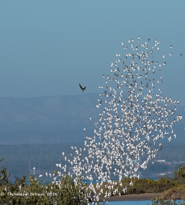 peregrine-falcon-and-least-sandpipers