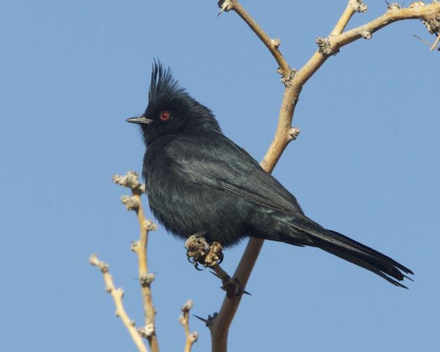 Phainopepla Male