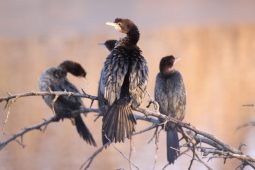 The Biggest Urban Pygmy Cormorant Roost is Finally Protected!!