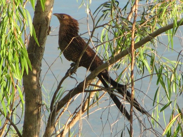 pheasant-coucal-3