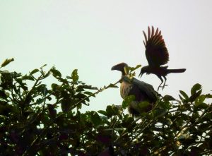Searching for vultures in India - 10,000 Birds
