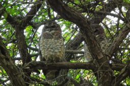 Birding Gir National Park, India