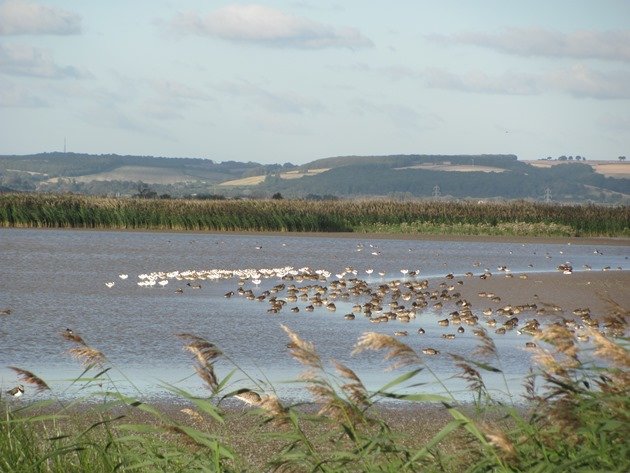 pied-avocet-other-birds