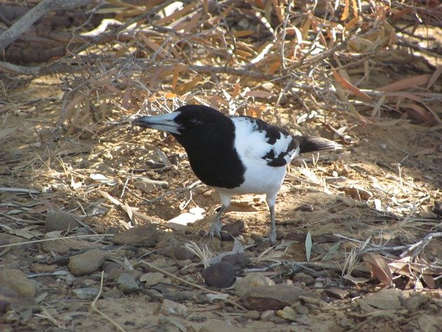 Pied Butcherbird