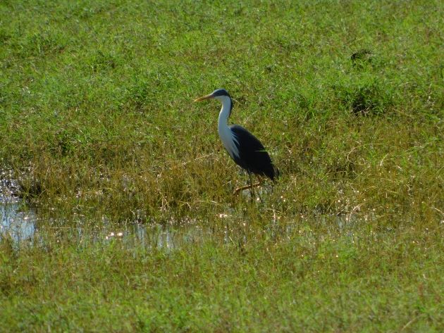 Animalstuffstore Pied-Heron-11 Floodwaters receding throughout Roebuck Plains – 10,000 Birds Bird  