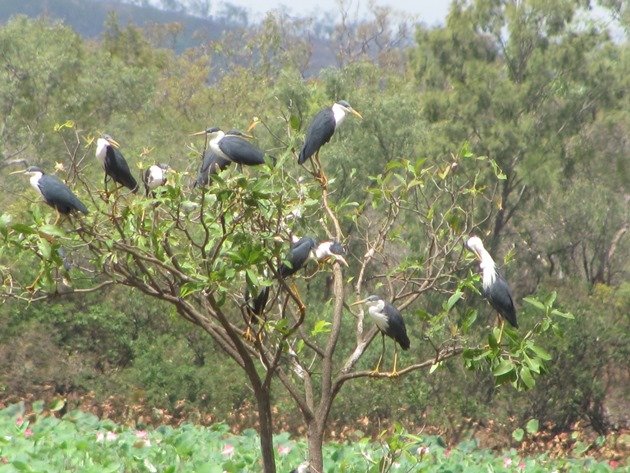 pied-herons