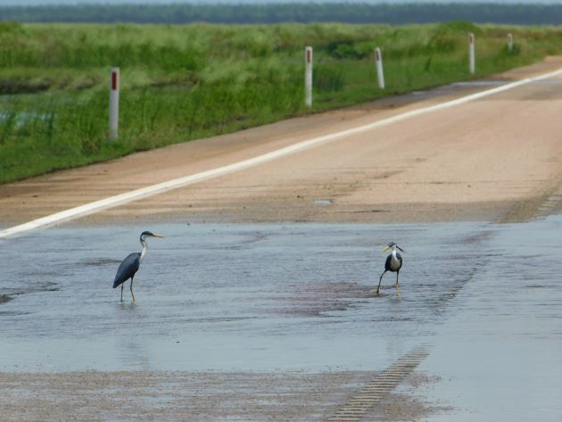 Animalstuffstore Pied-Herons-3-1 Pied Herons close to Broome – 10,000 Birds Bird  